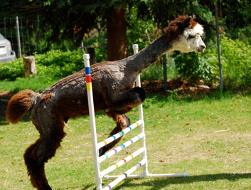 alpacajump